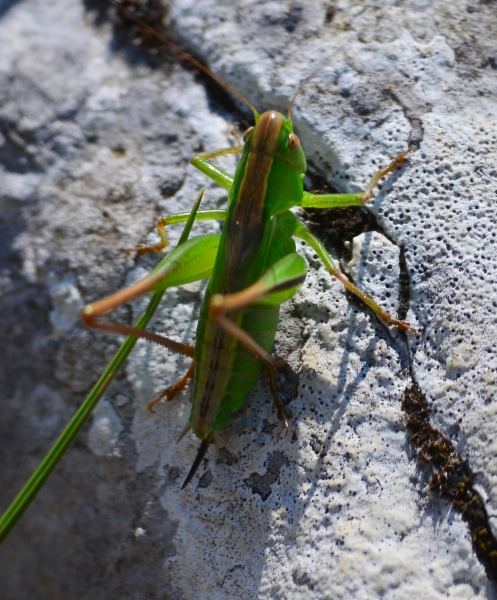 Tettigoniidae:  Bicolorana bicolor